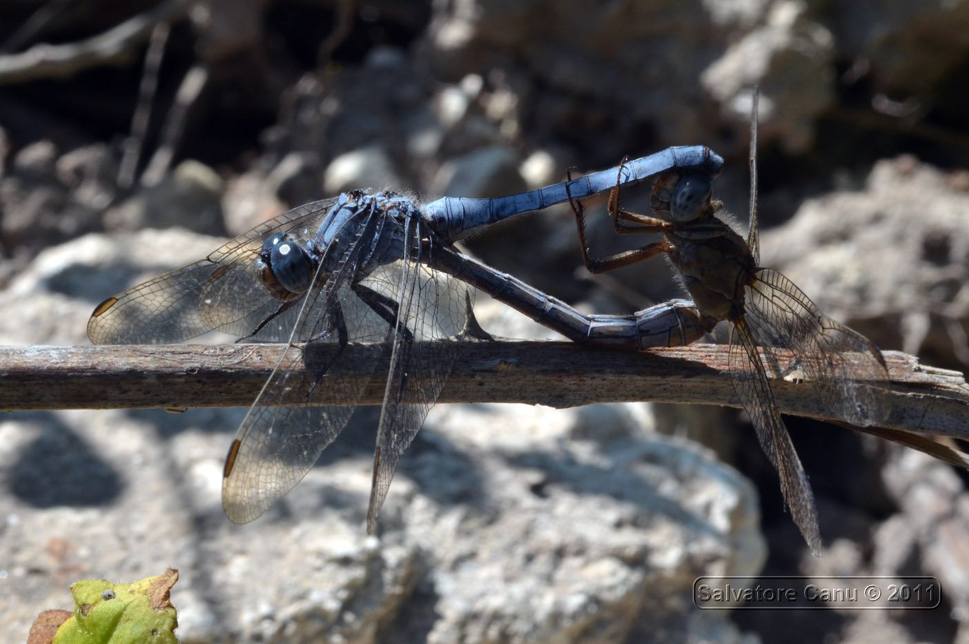 Orthetrum coerulescens anceps coppia da confermare